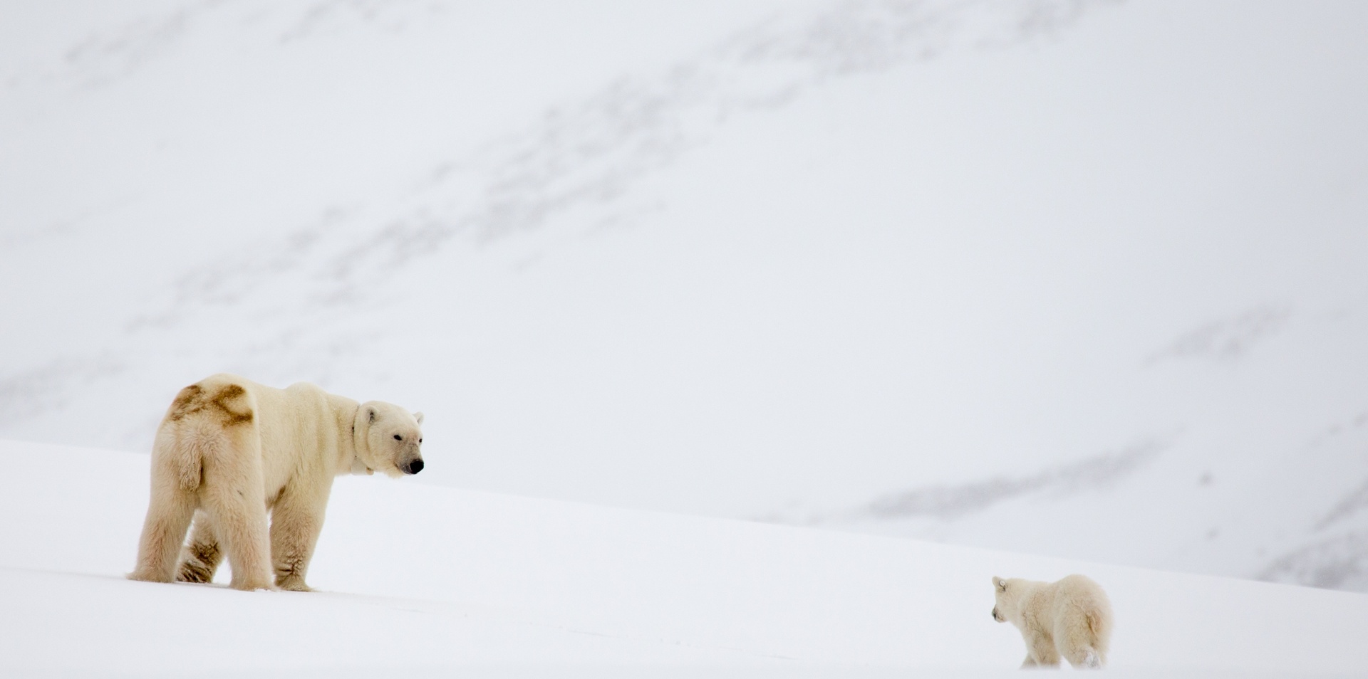 Svalbard Explorer Fly, Cruise and Stay